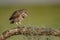 Burrowing Owl Portrait