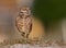 Burrowing Owl Portrait