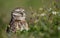 Burrowing Owl Portrait