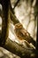 A burrowing owl portrait.