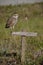 Burrowing Owl on a Post