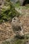 Burrowing Owl in Profile