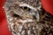 Burrowing Owl on Red Background
