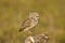 Burrowing Owl rests his feet