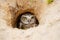 Burrowing Owl sitting in the nest hole