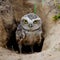 Burrowing Owl sitting in the nest hole