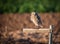 Burrowing owl sitting on a perch