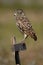 Burrowing Owl sitting on a wooden pole