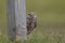 Burrowing Owl in Southwest Florida
