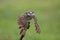 Burrowing Owl in Southwest Florida