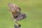 Burrowing Owl in Southwest Florida