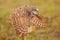 Burrowing Owl spreading wings in the rain