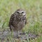 Burrowing Owl Standing in Green Grass