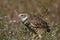 Burrowing Owl standing on the ground