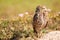 Burrowing Owl standing on the ground