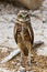 Burrowing Owl Standing Tall near Burrow Home