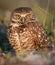 Burrowing Owl in SW Florida