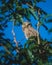 Burrowing owl in a tree watching her young