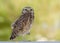 Burrowing Owl, Tucson Arizona