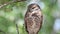Burrowing Owl Video