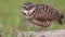 Burrowing Owl Video