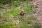 A burrowing owl walks through the grass on the prairie.