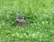 Burrowing Owl Watching from Grass