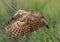 Burrowing Owl wings forward in take off