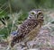 A burrowing owl, a wonderful bird of prey, before a green background.