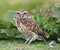 A burrowing owl, a wonderful bird of prey, before a green background.