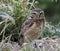 A burrowing owl, a wonderful bird of prey, before a green background.