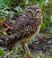 A burrowing owl, a wonderful bird of prey, before a green background.