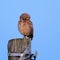 Burrowing Owl with yellow eyes, Athene Cunicularia, standing on a pole, Uruguay, South America