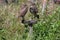 Burrowing Owls in Cape Coral, Florida