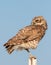 Burrowing Owls in Colorado