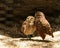 Burrowing owls in love