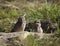 Burrowing Owls nesting near Punta Gorda, FL