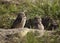 Burrowing Owls nesting near Punta Gorda, FL