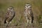 Burrowing Owls standing on the ground