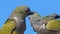 Burrowing parakeet adult feeding the juvenile