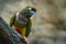 Burrowing Parakeet parrot, Cyanoliseus patagonus, sitting on the tree in the habitat. Beautiful parrot from Argentina, South