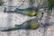 The burrowing parrot Cyanoliseus patagonus