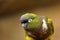 Burrowing parrot Cyanoliseus patagonus or Burrowing parakeet also known as the Patagonian conure, portait