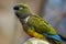 Burrowing parrot Cyanoliseus patagonus or Burrowing parakeet also known as the Patagonian conure sitting on a cactus