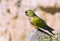 Burrowing parrot perched on a rock on the coast