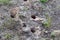 Burrows of mice in the ground.Focus in blur.Ð¡oncept of harm of rodents for garden plantings,winterizing of house