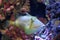 Bursa Triggerfish