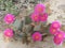 Burst of Beauty, nature, cactus flowers, Arizona