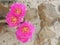 Burst of Beauty, nature, cactus flowers, California