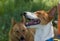 Burst of laughter on a Basenji`s muzzle